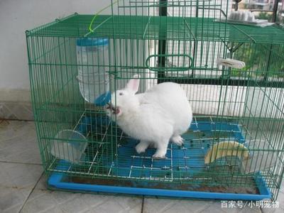 科學飼養兔子 蔬菜選擇指南與飼料搭配，守護腸胃健康