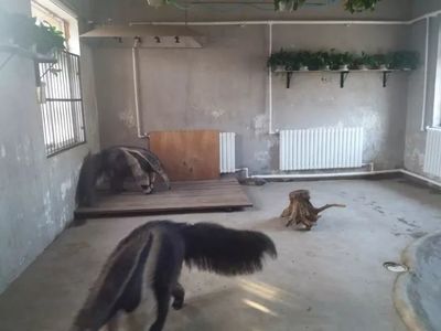 大冷天，天津動(dòng)物園動(dòng)物沒秋褲怎么過？第一個(gè)就能讓你笑哭了！
