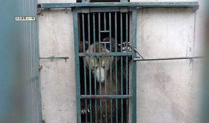 河南動(dòng)物園棕熊咬死飼養(yǎng)員后續(xù) 肇事熊被關(guān)“禁閉”，飼料生產(chǎn)安全引關(guān)注