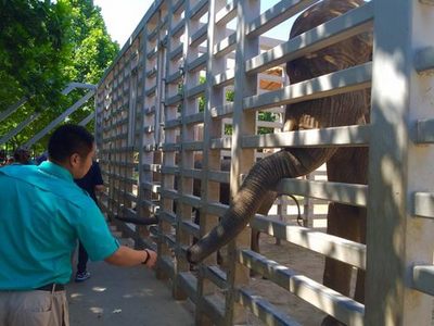 動(dòng)物園里過“六一” 飼養(yǎng)員展示大象訓(xùn)練與飼料生產(chǎn)的幕后智慧